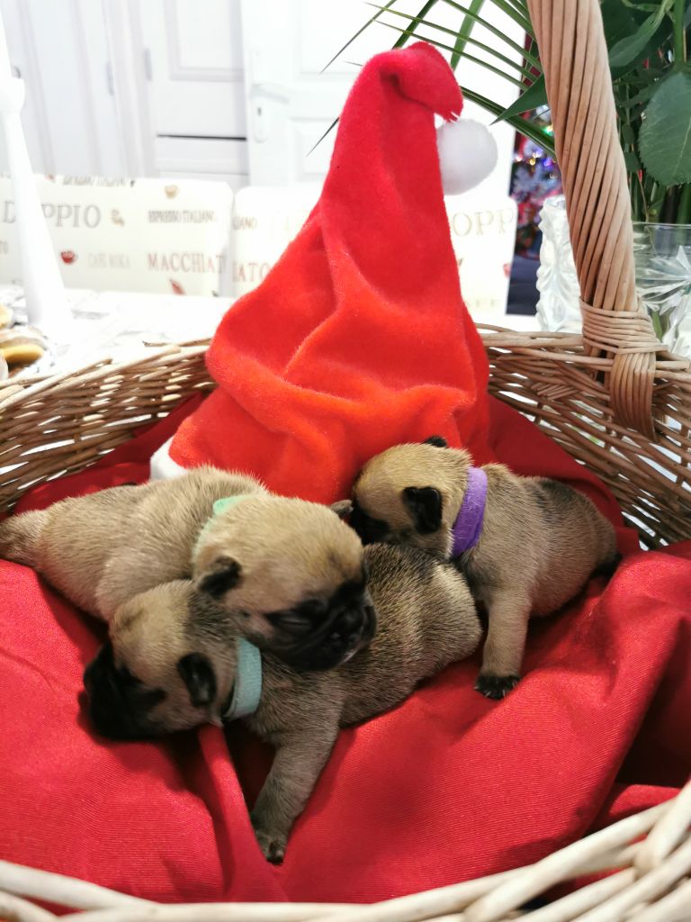 Chiot Bouledogue français du Domaine des Jardin d'Isidor